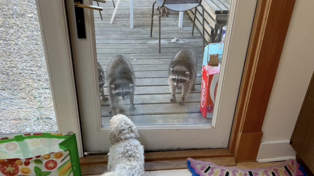 Maisy confronts the raccoons